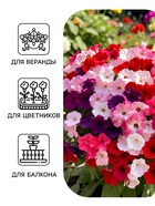 Семена цветов Петуния «Водопадия», смесь сортов, F1, 5 шт., «АЭЛИТА» - Фото 3