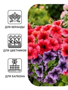Семена цветов Петуния «Все звезды» F1, многоцветковая, смесь, драже, 7 шт. 1094 - Фото 3
