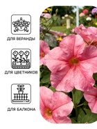 Семена цветов Петуния «Городские гиганты» F1, нежность, драже, 7 шт. - Фото 3