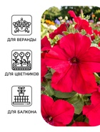 Семена цветов Петуния «Городские гиганты пурпурная мантия» F1, 7 шт., «АЭЛИТА» - Фото 3