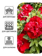 Семена цветов Петуния «Двойной каскад», F1, валентина, 5 шт., PanAmerican, «АЭЛИТА» - Фото 3