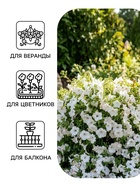 Семена цветов Петуния «Джоконда» F1, белая, 5 шт., Farao, «АЭЛИТА» - Фото 3