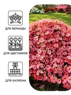 Семена цветов Петуния «Джоконда», F1, нежность, 5 шт., Farao, «АЭЛИТА» - Фото 3