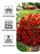 Семена цветов Петуния «Джоконда» F1, фиолетовая, драже, 5 шт. - Фото 3