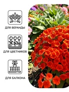 Семена цветов Петуния «Джоконда мини», F1, алая, 5 шт., Farao, «АЭЛИТА» - Фото 3