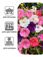 Семена цветов Петуния «Изи вейв», F1, смесь сортов, драже, PanAmerican Seed, 4 шт., «Агрофирма АЭЛИТА» - Фото 3
