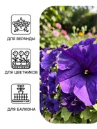 Семена цветов Петуния «Комплиментуния» F1 голубая, крупноцветковая, драже, 7 шт. - Фото 3