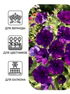 Семена цветов Петуния «Ламбада синяя», многоцветковая, F1, 7 шт., HemGenetics, «АЭЛИТА» - Фото 3