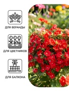 Семена цветов Петуния «Минибелло розовая с глазком», многоцветковая F1, 5 шт., Farao, «АЭЛИТА» - Фото 3
