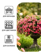Семена цветов Петуния «Минибелло» F1, сакура, многоцветковая, 5 шт., Farao, «АЭЛИТА» - Фото 3
