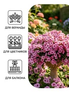 Семена цветов Петуния «Минибелло» F1, сиреневая звезда, многоцветковая, 5 шт., Farao, «АЭЛИТА» - Фото 3