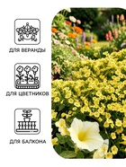 Семена цветов Петуния «Пикколино» F1, лайм, 5 шт., Farao, «АЭЛИТА» - Фото 3