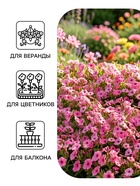 Семена цветов Петуния «мини Пикколино», сиреневая, F1, 5 шт., Farao, «АЭЛИТА» - Фото 3