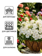 Семена цветов Петуния «Минифлора Горшечная» F1, белая, драже, 5 шт. - Фото 3