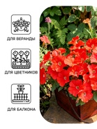 Семена цветов Петуния «Минифлора горшечная» F1, красная, 5 шт., «АЭЛИТА» - Фото 3