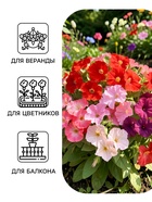 Семена цветов Петуния «Минифлора горшечная» F1, смесь сортов, 5 шт., «АЭЛИТА» - Фото 3
