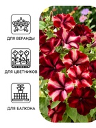Семена цветов Петуния «Романтика мунлайт», F1, 5 шт., Farao, «АЭЛИТА» - Фото 3