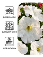 Семена цветов Петуния «Снежный шар», многоцветковая, 0.1 г, «Агрофирма АЭЛИТА» - Фото 3