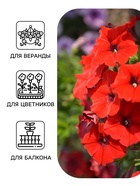 Семена цветов Петуния «Ура», F1, красная, драже в пробирке, Syngenta, 7 шт., «Агрофирма АЭЛИТА» - Фото 3