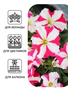 Семена цветов Петуния «Фристайл» кнайт стар, F1, 7 шт., «АЭЛИТА» - Фото 3