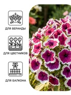 Семена цветов Петуния «Хулахуп» бургунди, F1, 7 шт., Sakata, «АЭЛИТА» - Фото 3