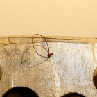 УЦЕНКА Маска «Буйвол» албезия 35×5.5×26 см 10961495