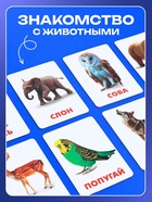Магнитные карточки по методике Домана «Животные», 32 карты, 3+ - фото 119823218