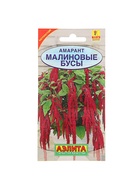 Набор семян Амарант "Малиновые бусы", О, 5 шт. - Фото 2