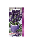 Набор семян Лаванда декоративная "Услада", 5 шт. - Фото 1