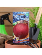 Набор семян Свекла "Фурор" округлая, с тёмно-красной мякотью, 5 шт. - фото 61955657