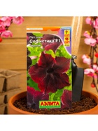 Набор семян Петуния Софистика черная F1 крупноцветковая, 4 шт., 2 шт. - фото 61955958