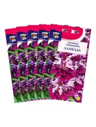 Набор семян Монарда гибридная "Ламбада", 5 шт. - фото 23280479