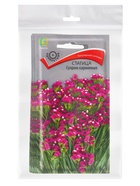 Набор семян Статица "Суприм карминная", 5 шт. - фото 23280482