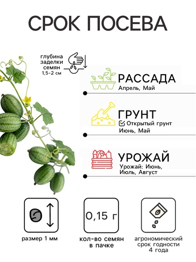 Набор семян Мелотрия шершавая «Колибри», 5 шт.