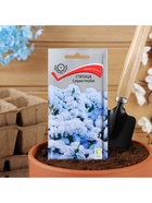 Набор семян Статица "Суприм голубая", 5 шт. - фото 61956085