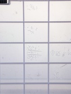 УЦЕНКА Контейнер для хранения без крышки «Мишка и котенок», 35 л, 50×31×28 см, прямоугольный, прозрачный - Фото 6