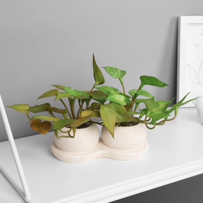 УЦЕНКА Бонсай в горшке «Сингониум элит» (мягкий лист) двойной, 12×14 см