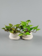 УЦЕНКА Бонсай в горшке «Сингониум элит» (мягкий лист) двойной, 12×14 см - Фото 2