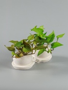 УЦЕНКА Бонсай в горшке «Сингониум элит» (мягкий лист) двойной, 12×14 см - Фото 3