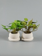 УЦЕНКА Бонсай в горшке «Сингониум элит» (мягкий лист) двойной, 12×14 см - Фото 4