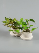 УЦЕНКА Бонсай в горшке «Сингониум элит» (мягкий лист) двойной, 12×14 см - Фото 5