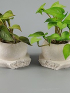 УЦЕНКА Бонсай в горшке «Сингониум элит» (мягкий лист) двойной, 12×14 см - Фото 6