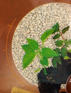 Удобрение минеральное для рассады и саженцев, Dr.Grunt, шоу-бокс, 15 саше - фото 63633783