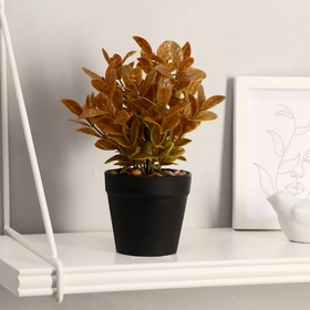 {{photo.Alt || photo.Description || 'УЦЕНКА Бонсай «Руэллия», 9×20 см, без горшка, МИКС'}}