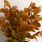 УЦЕНКА Бонсай «Руэллия», 9×20 см, без горшка, МИКС - Фото 2