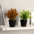 УЦЕНКА Бонсай «Руэллия», 9×20 см, без горшка, МИКС - Фото 3