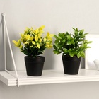 УЦЕНКА Бонсай «Руэллия», 9×20 см, без горшка, МИКС - Фото 4