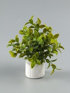 УЦЕНКА Бонсай «Руэллия», 9×20 см, без горшка, МИКС - Фото 5