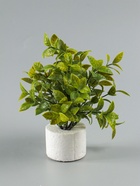 УЦЕНКА Бонсай «Руэллия», 9×20 см, без горшка, МИКС - Фото 6