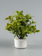 УЦЕНКА Бонсай «Руэллия», 9×20 см, без горшка, МИКС - Фото 7